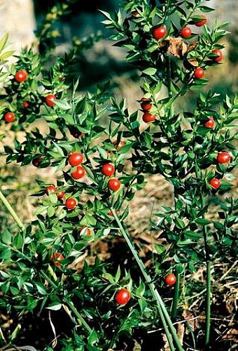 Le petit houx du Parc