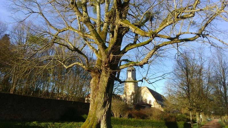 Tilleul labellisé-Parc de l'abbaye©Marie-José Blanchard