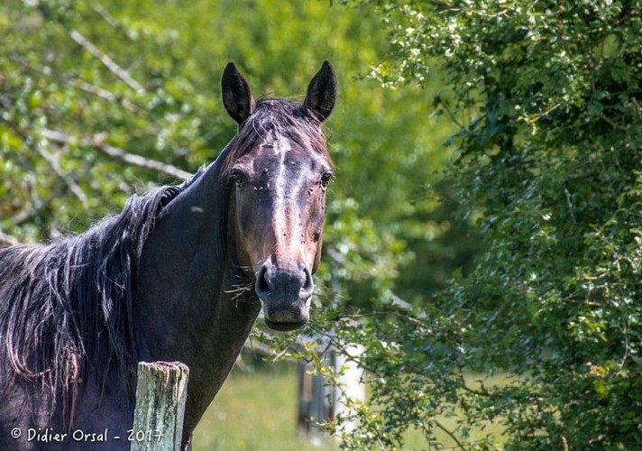 Chevaux-Le Mage © Didier Orsal