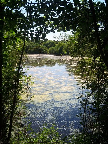Etang de Courboyer