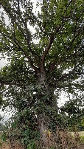 Les vieilles trognes