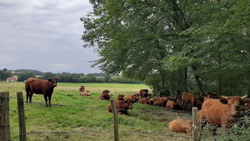 Les vieilles trognes