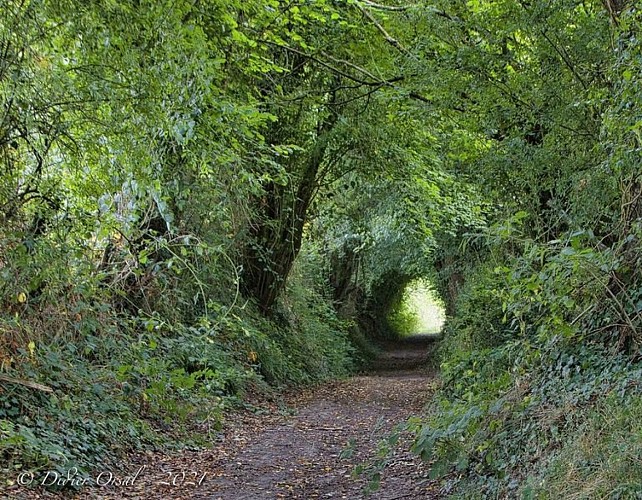 Les vieilles trognes