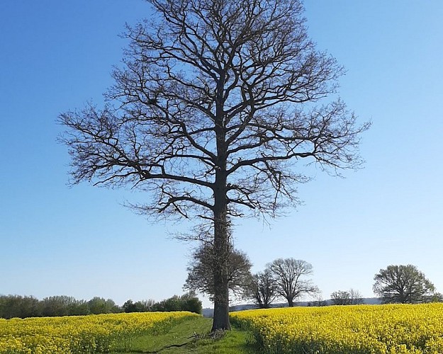 Nobles logis (Rémalard - circuit long)