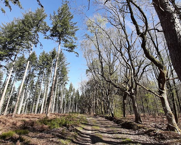 Bois de Voré : face à face feuillus/persistants