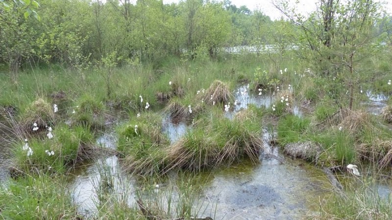 Tourbière avec plumeau blanc de Linaigrette