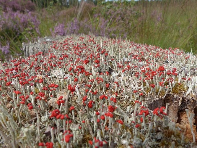 Couleurs naturelles...