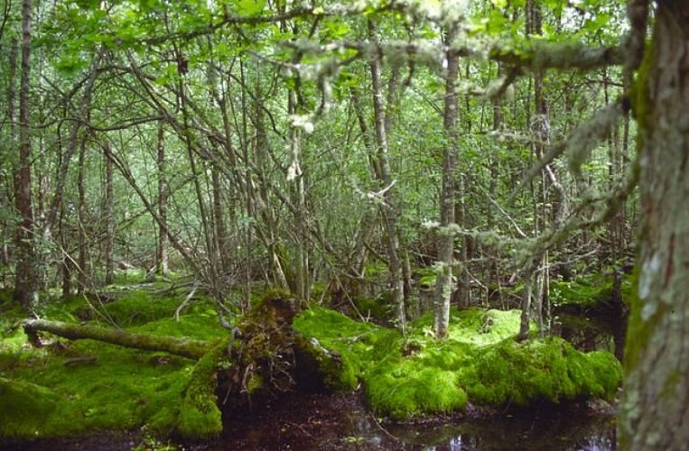 Forêt humide des Mousseuses