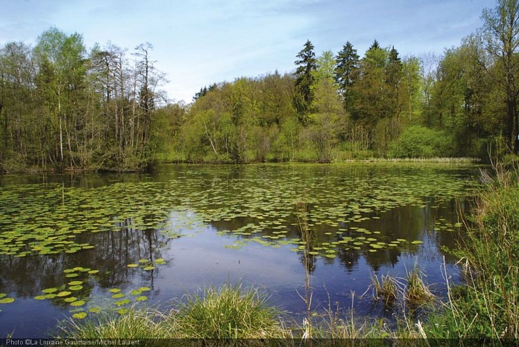 2012.05.08 Villemont nature 002.jpg