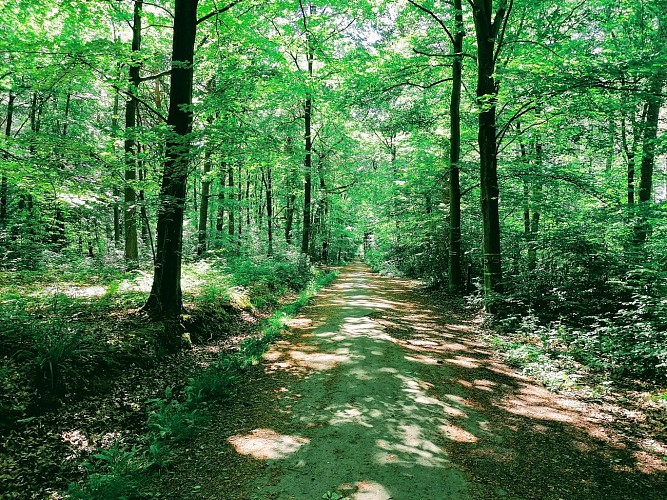 Promenade balisée nr 9 : sentiers et chemins secrets d'Ivoz-Ramet