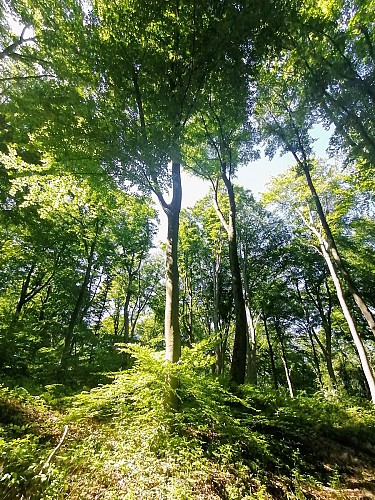 Promenade balisée nr 9 : sentiers et chemins secrets d'Ivoz-Ramet