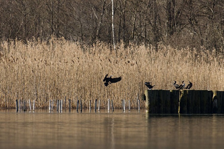 Walking trail in the Bout du Lac d'Annecy nature reserve