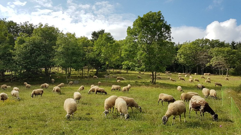 Le_petit_chatrat_randonnée_clermont_auvergne_tourisme