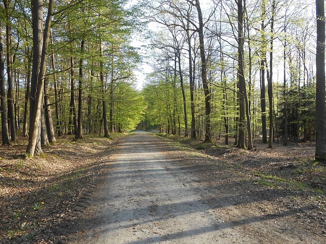 Circuit découverte Oderfang