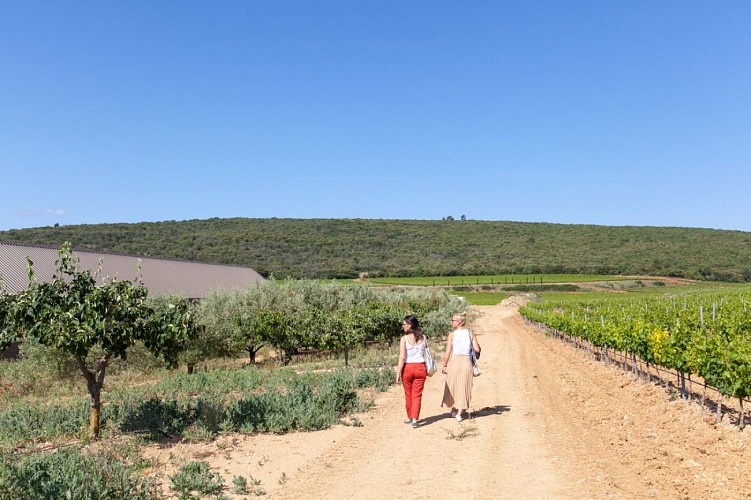 Sentier vigneron - Domaine de Cantarelle, Brue Auriac