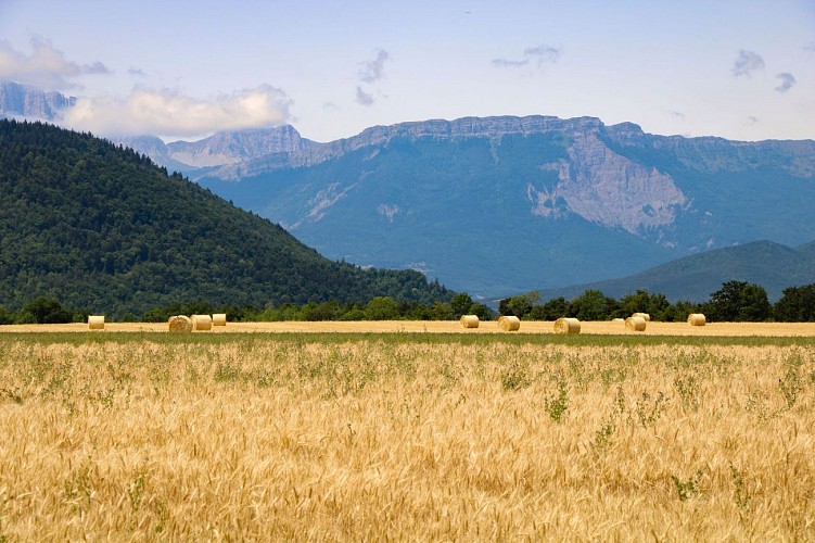 Les champs de Saint Jean D'Herans