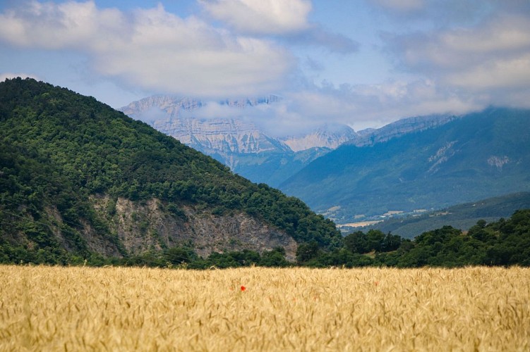 Champs de blé et Grand Veymont