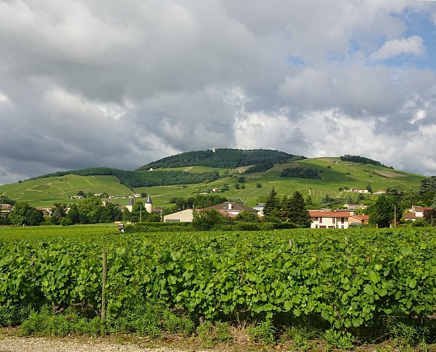 Belleville-sur-Saône - Tour de Belleville et de ses vignes
