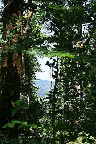 Rando Paysage La Comelle