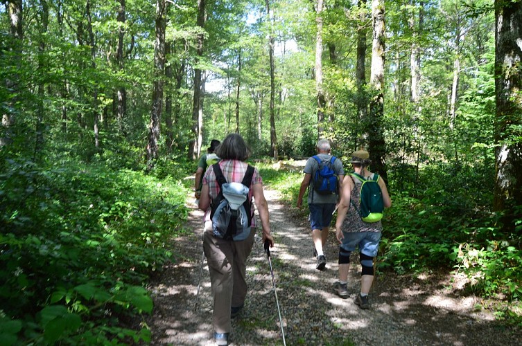 Balade d'été à Tintry