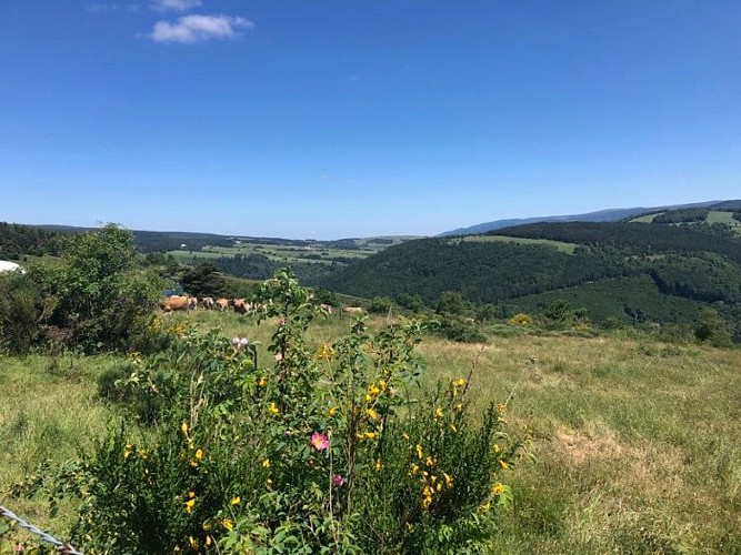 chateau Tournel, vue avec vaches