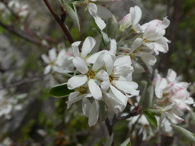 L'amelanchier