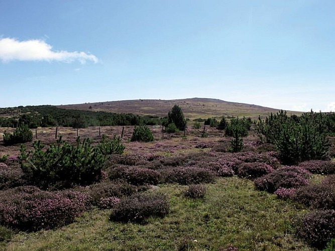 Lande à callune sur le Mont Lozère