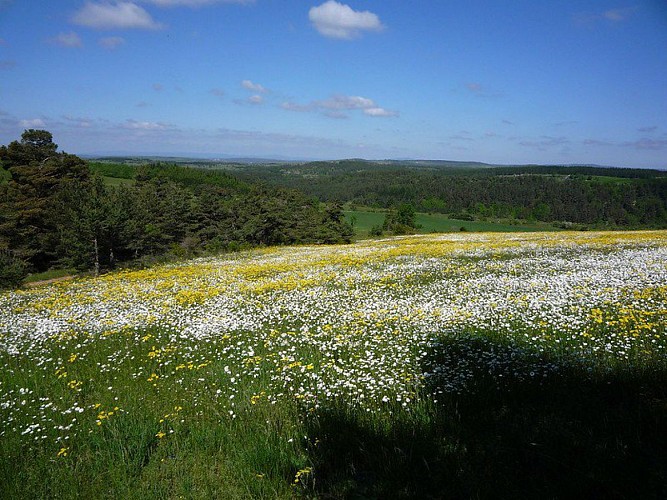 Les prairies avant la forêt