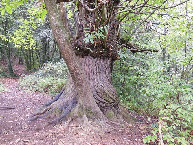 Culture du châtaignier autour du hameau