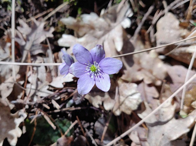 Petite anémone bleue