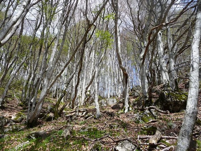 Forêt de hêtre sous la cascade