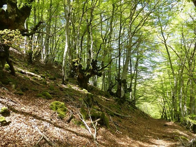 Forêt de hêtres