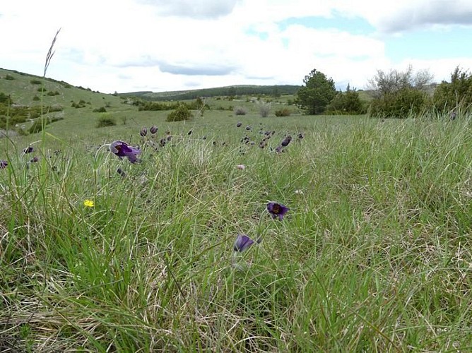 Paysage du Sauveterre