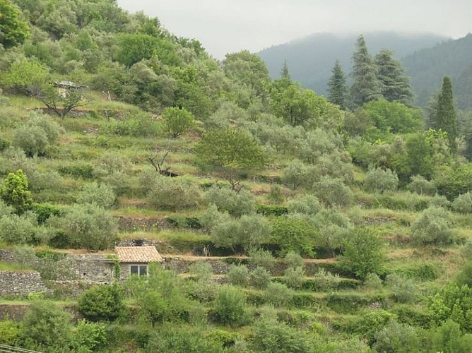 Ancienne oliveraie à Aulas