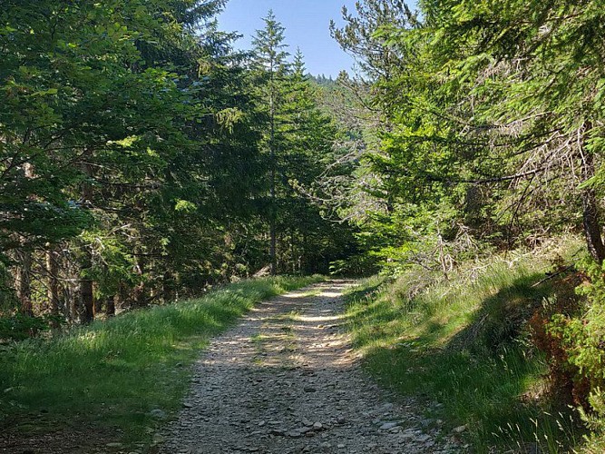 Le chemin ombragé en forêt