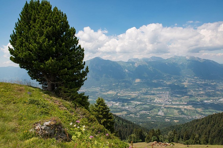 The paths of Sainte-Hélène sur Isère: around the La Thuile mountain pasture