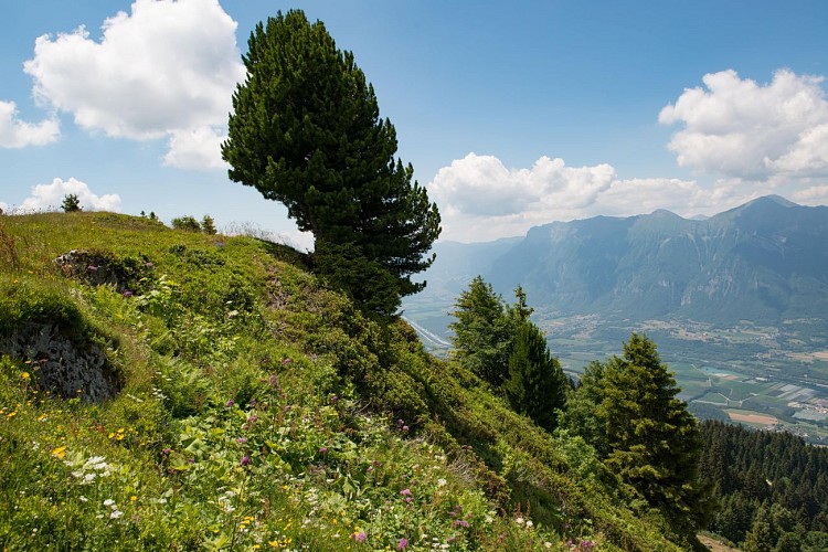 The paths of Sainte-Hélène sur Isère: around the La Thuile mountain pasture