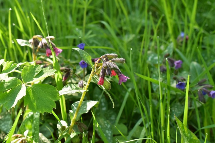 Chemin des écoliers de Chaliers-Margeride-Cantal-Auvergne