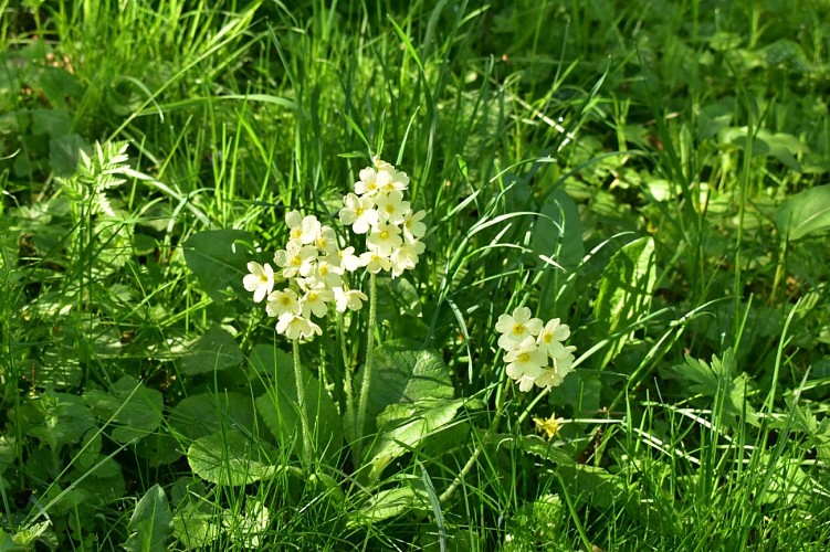 Chemin des écoliers de Chaliers-Margeride-Cantal-Auvergne