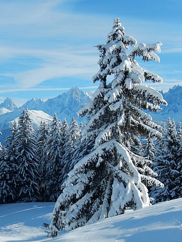 Snowshoes itinerary: "la randonnée des P'tits Loups"