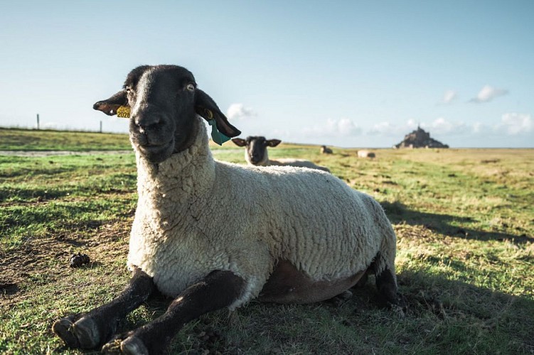 Le mouton de pré salé
