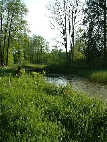 Espace Naturel Sensible - Le marais de Saône