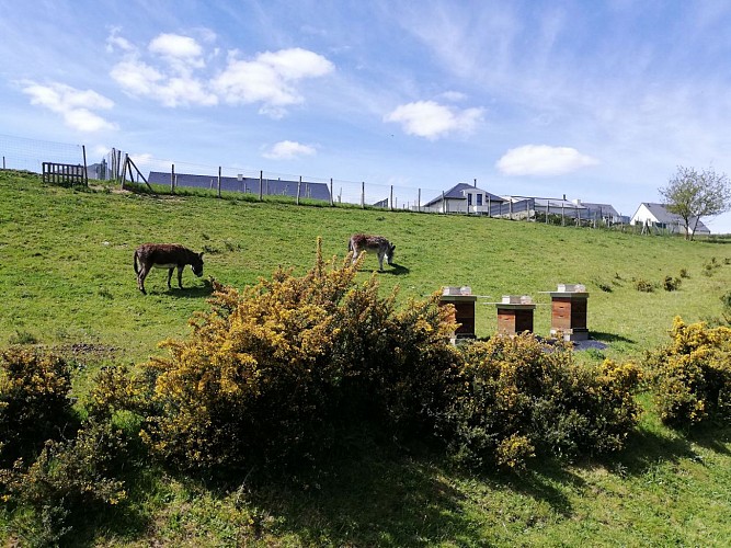 Rucher et écopâturage