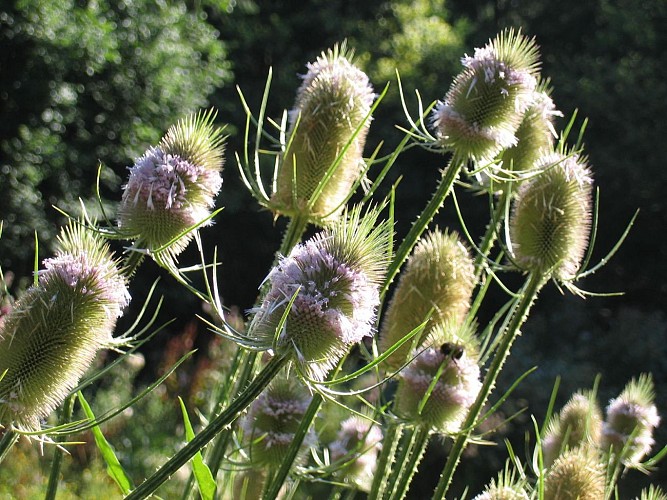 Le sentier du pic des Gardelles, à la découverte de la flore