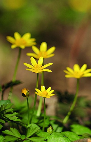 Le sentier du pic des Gardelles, à la découverte de la flore