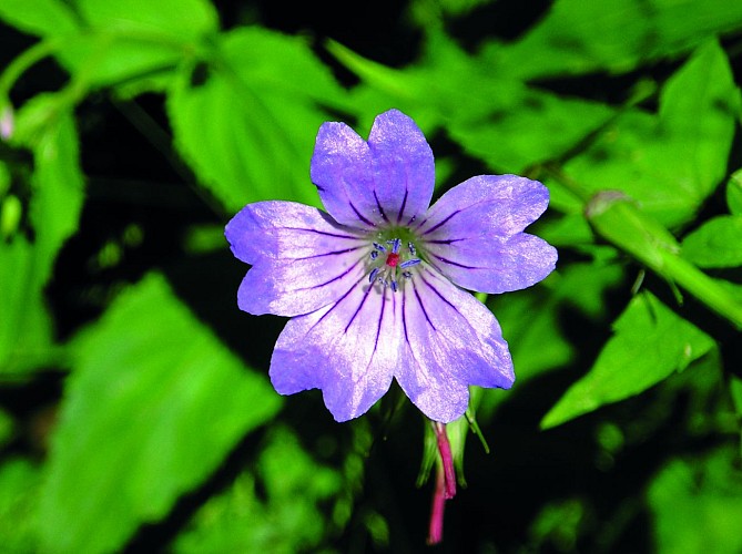 Le sentier du pic des Gardelles, à la découverte de la flore