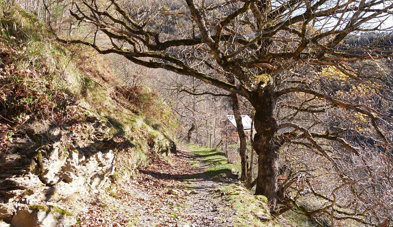 Le chemin d'Ardengost