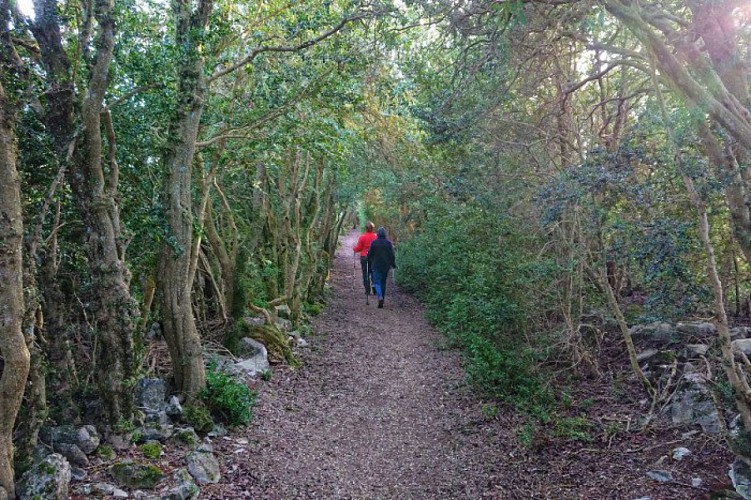 La buissière de St-Martin