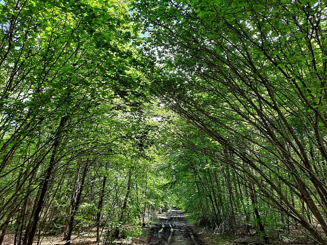 Le sentier forestier de Froidmont