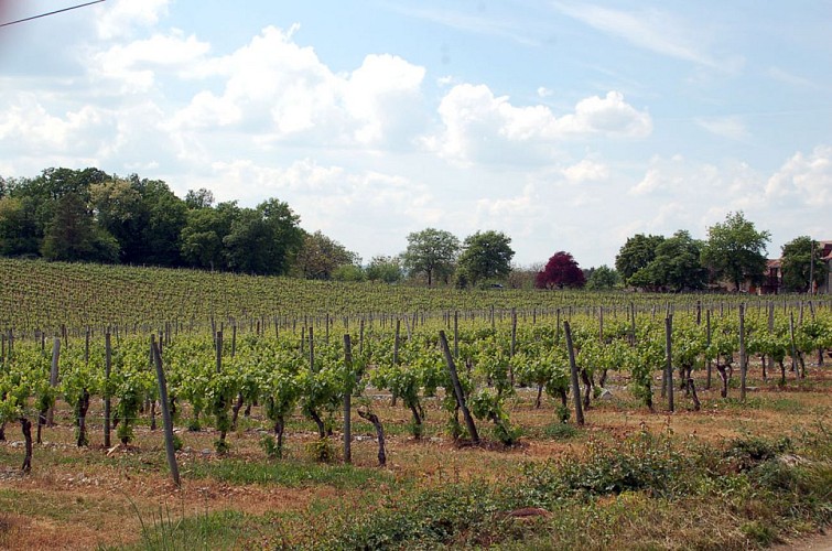 Autour du vignoble